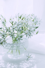 Delicate white flowers in a vase on the window. Ornithogalum.