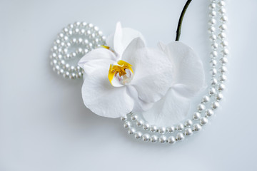 pearl and white orchid on a white glas 