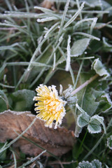 Frost on yellow Dandelion flower in the meadow. Taraxacum officinale plant in winter
