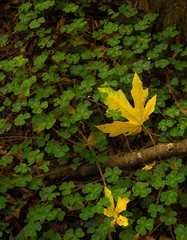 Yellow leave and clover
