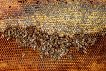 Natural color close up honeycomb in wooden beehive with bees on it. Apiculture concept