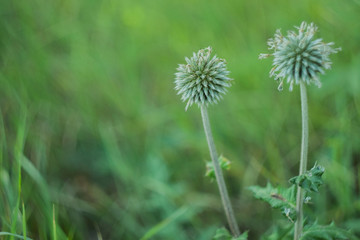 Summer green blurred background with cute plant