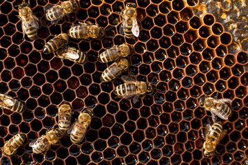 close up honeycomb in wooden frame with bees on it. Apiculture concept