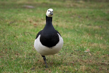 barnacle goose, Family Anatidae (Branta leucopsis) on a green meadow