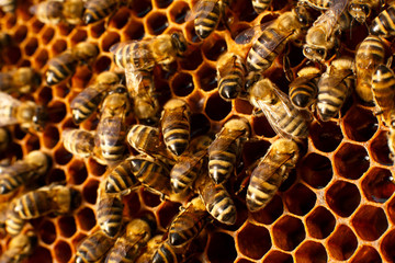 close up honeycomb in wooden beehive with bees on it. Apiculture concept