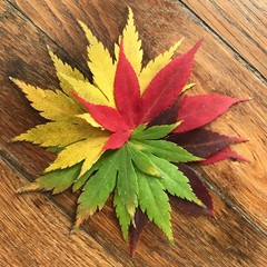 Colorful autumn leaves on the wooden floor. Maple leaves with yellow, green, and red colors.