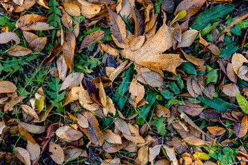 Orange leaves on green grass.