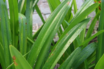 green grass with water drops