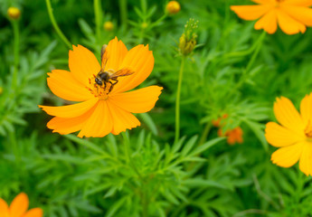 Bee is sucking nectar from yellow pollen cosmos flower,isolated background,sweet sugar