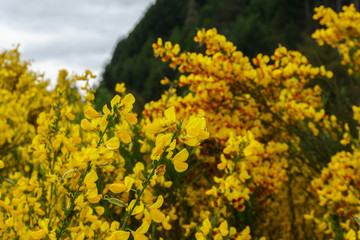 Obraz premium Yellow Nature In Patagonia