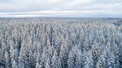 Beautiful view of trees covered by snow. Forest in winter.