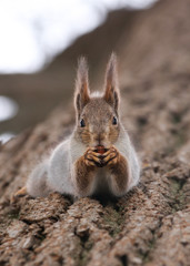 Wild red fluffy squirrel in the village of natural habitat eating nuts and stored for the winter