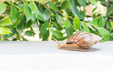 Snail walking on the wall after raining day,it spit mucilage  we can bring made cosmetic for face and body cream,close up,macro,isolated