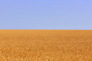 Wheat field. Ears of golden wheat. Beautiful Nature. Rural Scenery under Shining Sunlight. Background of ripening ears of meadow wheat field.