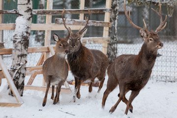 Naklejka na ściany i meble deer in a cage in winter