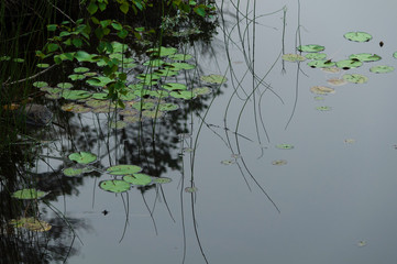 Reflections on water surface