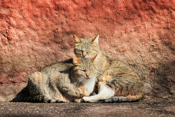 two funny homeless striped cats basking in the spring sun huddling against the wall of a house on...