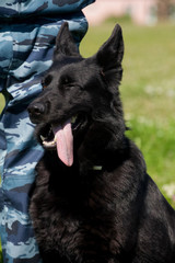 Portrait of  dog of  breed of German Shepherd in profil on  background of green grass