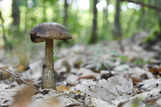 Single mushroom in the forest. Mushroom growth between fallen leaves in deep forest