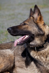 Portrait of  dog of  breed of German Shepherd in profil on  background of green grass