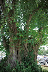 Phnom Penh, Cambodia: Wat Phnom, is a Buddhist temple (wat) . It was built in 1372, and stands 27 metres (88.5 ft) above the ground.