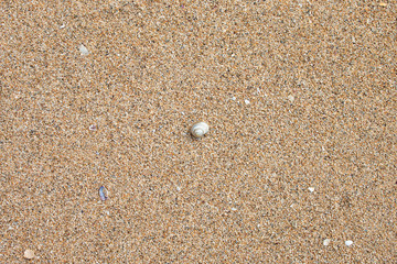 Beautiful shells on the beach.
