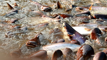 Iridescent sharks eating food in canal Thailand.