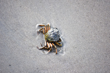 Krabbe am Strand