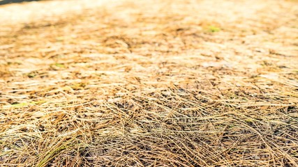 Dry old pine needles on the ground