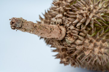 Durian fruits, king of fruit