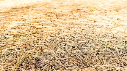 Dry old pine needles on the ground