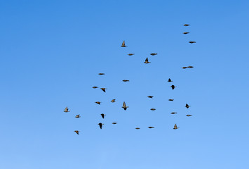 Birds flying