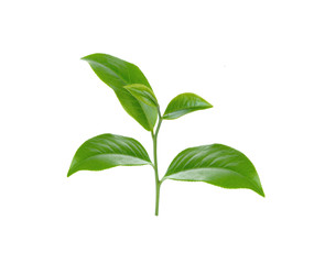 green tea leaf isolated on white background