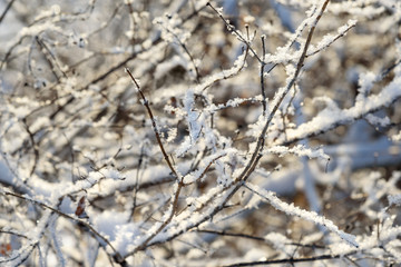 Frozen branches in winter