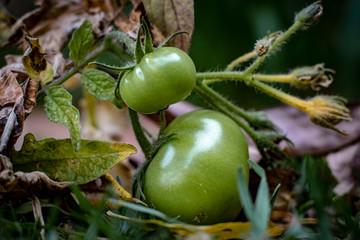 Green tomatoes
