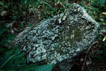religious holy stone artifact in the middle of the tropical rainforest jungle with historic meaning