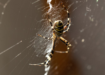 Spider on nature. Macro