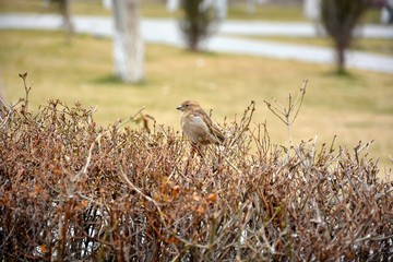 Sparrow in the bushes