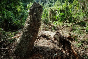 religious holy stone artifact in the middle of the tropical rainforest jungle with historic meaning