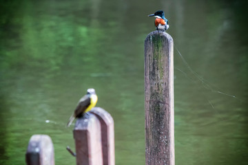  martim-pescador-pequeno (Chloroceryle americana)