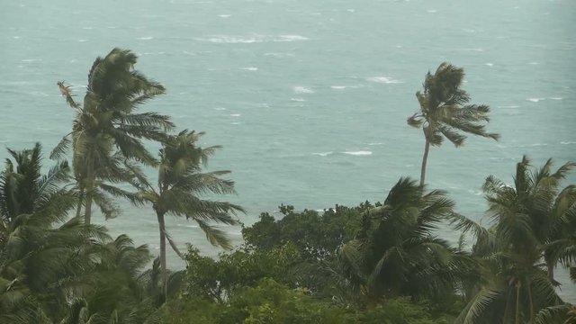 Seaside landscape during natural disaster hurricane. Strong cyclone wind sways coconut palm trees. Heavy tropical rain storm, power of nature, climate change, typhoon on ocean shore during wet season.