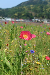 松崎町　田んぼを使ったお花畑