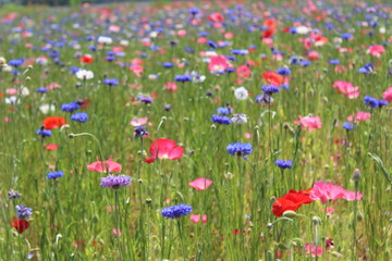 松崎町　田んぼを使ったお花畑