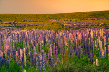 Beautiful blooming lupin flower, New Zealand summer natural landscape background