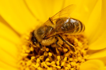 Bee collects honey on a yellow flower