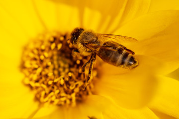 Bee collects honey on a yellow flower