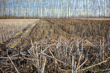 Fototapeta premium Field with dry mowed sunflower in autumn