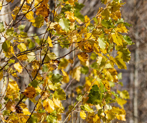 Obraz premium Leaves on the branches of a tree in autumn