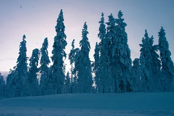 Rolgordijnen Mistig bos winter landscape with trees