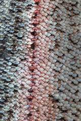Scales on trout fish as abstract background